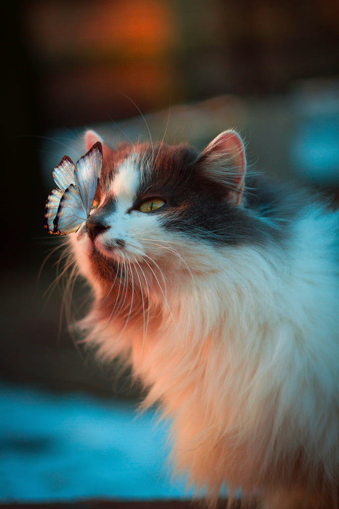 Animal Art